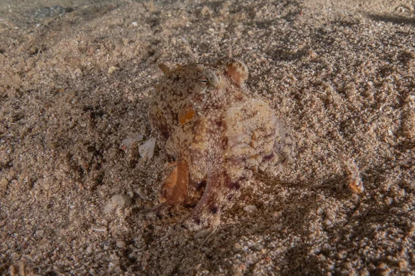 Octopus Rei Camuflagem Mar Vermelho Eilat Israel — Fotografia de Stock
