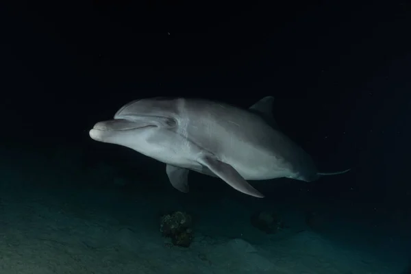 イルカが紅海を泳ぐ エイラートイスラエル — ストック写真