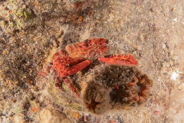 Krabbe Roten Meer Bunt Und Schön Eilat Israel — Stockfoto