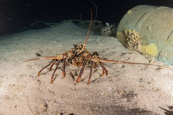 stock image Lobsters in the Red Sea Colorful and beautiful, Eilat Israel