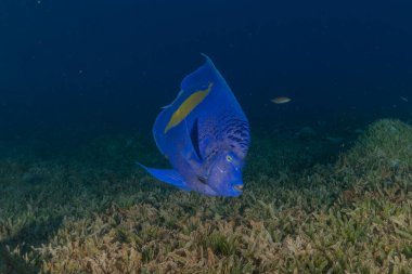Kızıl Denizde yüzen balıklar, renkli balıklar, Eilat İsrail
