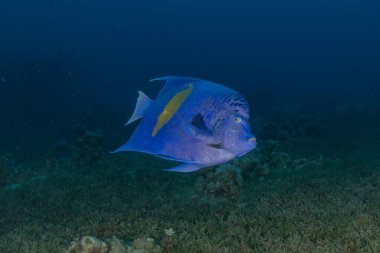 Kızıl Denizde yüzen balıklar, renkli balıklar, Eilat İsrail
