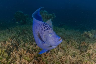 Kızıl Denizde yüzen balıklar, renkli balıklar, Eilat İsrail