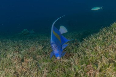 Kızıl Denizde yüzen balıklar, renkli balıklar, Eilat İsrail