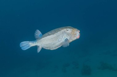 Kızıl Denizde yüzen balıklar, renkli balıklar, Eilat İsrail