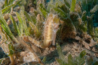 Kızıl Deniz 'deki deniz atı Renkli ve güzel, Eilat Israel