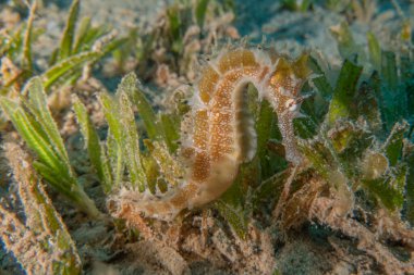 Kızıl Deniz 'deki deniz atı Renkli ve güzel, Eilat Israel
