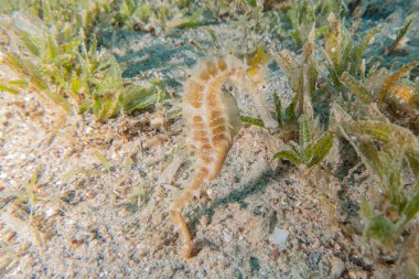 Kızıl Deniz 'deki deniz atı Renkli ve güzel, Eilat Israel