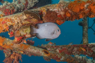 Kızıl Denizde yüzen balıklar, renkli balıklar, Eilat İsrail