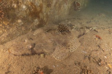 Kızıl Denizde yüzen balıklar, renkli balıklar, Eilat İsrail