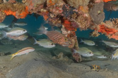 Kızıl Denizde yüzen balıklar, renkli balıklar, Eilat İsrail