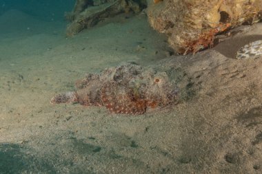 Kızıl Denizde yüzen balıklar, renkli balıklar, Eilat İsrail
