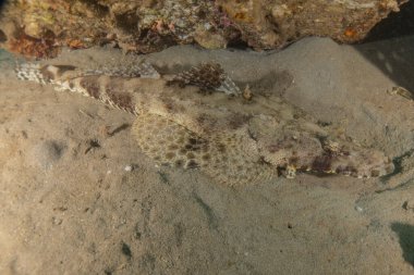 Kızıl Denizde yüzen balıklar, renkli balıklar, Eilat İsrail