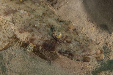 Kızıl Denizde yüzen balıklar, renkli balıklar, Eilat İsrail