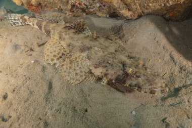 Kızıl Denizde yüzen balıklar, renkli balıklar, Eilat İsrail