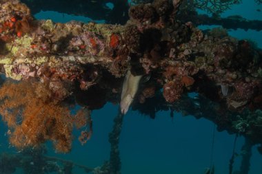 Moray eel Mooray lycodontis Kızıldenizde dalgalanma, Eilat Israel