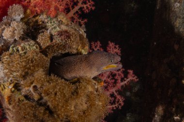 Moray eel Mooray lycodontis Kızıldenizde dalgalanma, Eilat Israel