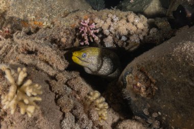 Moray eel Mooray lycodontis Kızıldenizde dalgalanma, Eilat Israel
