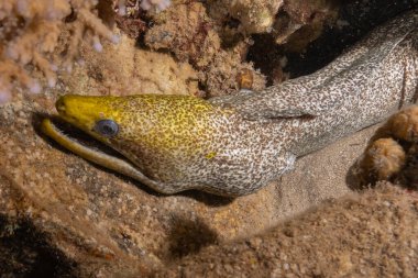 Moray eel Mooray lycodontis Kızıldenizde dalgalanma, Eilat Israel