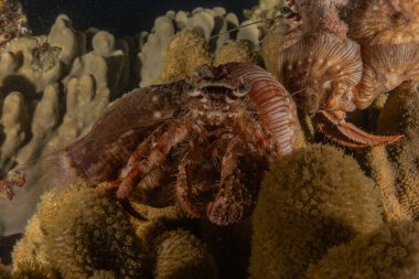 Kızıl Deniz 'deki kamuflajın kralı, Eilat Israel. 