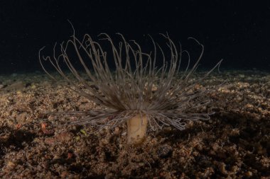 Kızıldeniz 'deki mercan resifi ve su bitkileri, Eilat Israel