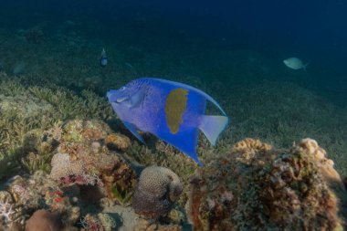 Kızıl Denizde yüzen balıklar, renkli balıklar, Eilat İsrail