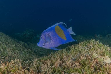 Kızıl Denizde yüzen balıklar, renkli balıklar, Eilat İsrail