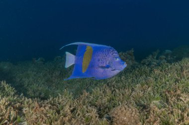 Kızıl Denizde yüzen balıklar, renkli balıklar, Eilat İsrail