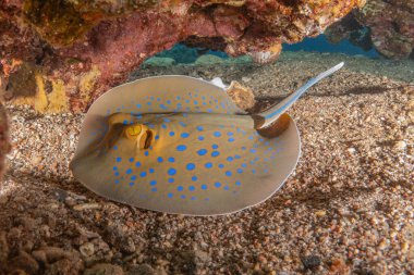 Mavi benekli vatoz Kızıldeniz 'in deniz tabanında