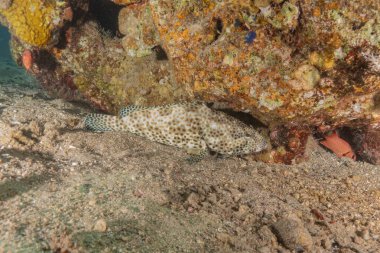 Kızıl Denizde yüzen balıklar, renkli balıklar, Eilat İsrail