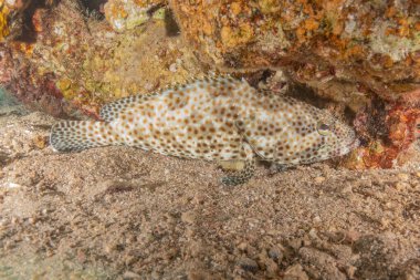 Kızıl Denizde yüzen balıklar, renkli balıklar, Eilat İsrail