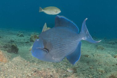 Kızıl Denizde yüzen balıklar, renkli balıklar, Eilat İsrail