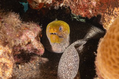 Moray eel Mooray lycodontis Kızıldenizde dalgalanma, Eilat Israel