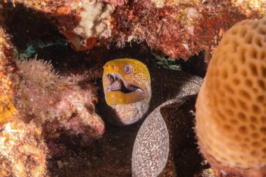 Moray eel Mooray lycodontis Kızıldenizde dalgalanma, Eilat Israel