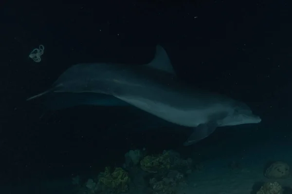 Дельфіни Плавають Червоному Морі Ейлат — стокове фото