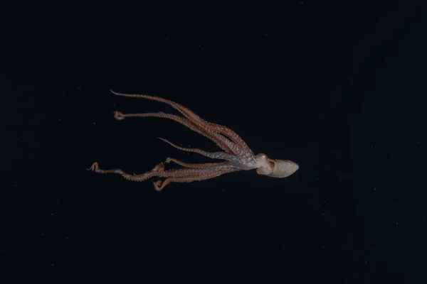 Octopus Álcázás Királya Vörös Tengeren Eilat Izrael — Stock Fotó