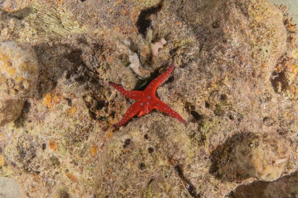 Bintang Laut Dasar Laut Laut Merah Eilat Israel — Stok Foto