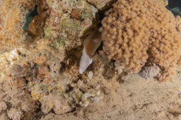 Moray Eel Mooray Lycodontis Undulatus Rode Zee Eilat Israël — Stockfoto