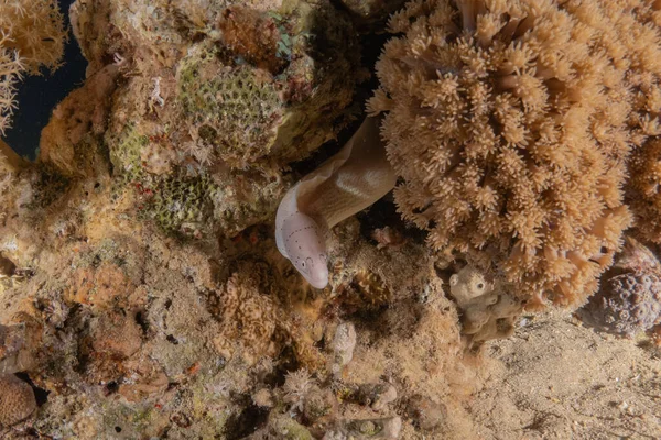 Moray Eel Mooray Lycodontis Undulatus Red Sea Eilat Israel — 스톡 사진