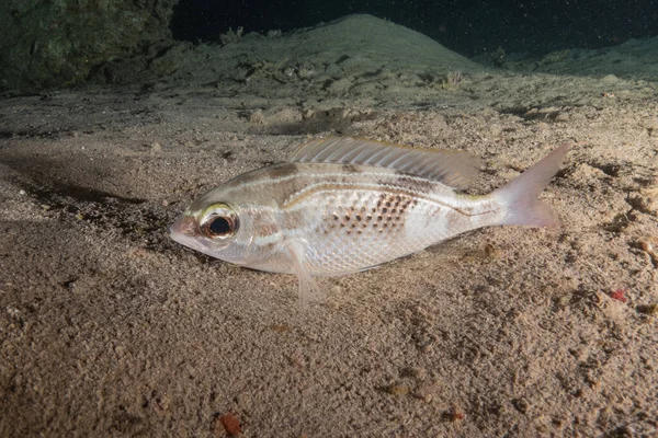 stock image Fish swimming in the Red Sea, colorful fish, Eilat Israel