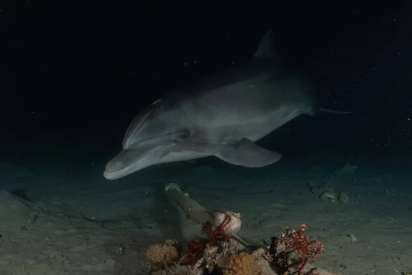 Дельфин Плавает Красном Море Эйлат Израиль — стоковое фото