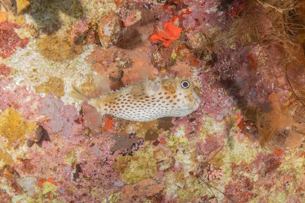在红海里游泳的鱼 五彩斑斓的鱼 以色列鳗鱼 — 图库照片