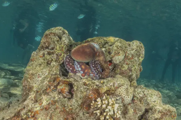 Octopus king of camouflage in the Red Sea, Eilat Israel