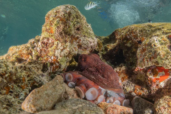 Octopus king of camouflage in the Red Sea, Eilat Israel