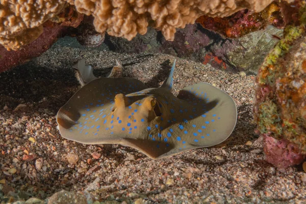 Modroskvrnitý Rejnok Mořském Dně Rudého Moře — Stock fotografie