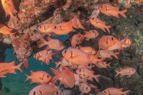 stock image Fish swimming in the Red Sea, colorful fish, Eilat Israel