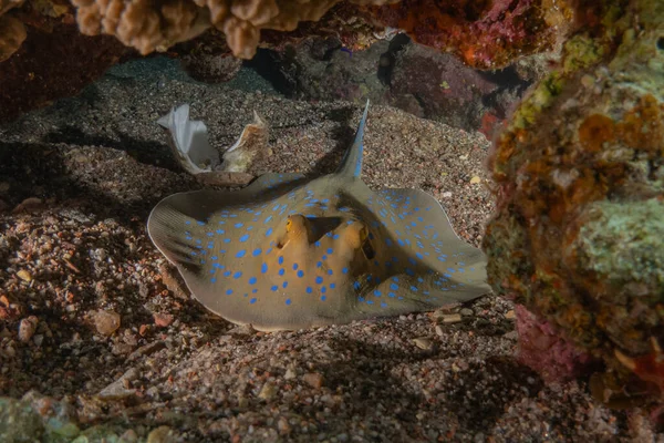 stock image Blue-spotted stingray On the seabed in the Red Sea