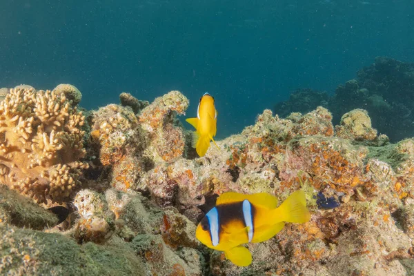 Clownfish Red Sea Colorful Beautiful Eilat Israel — Stock Photo, Image