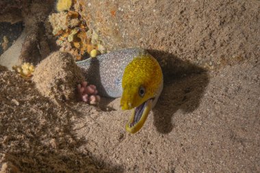 Moray eel Mooray lycodontis Kızıldenizde dalgalanma, Eilat Israel