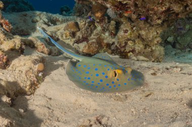 Mavi benekli vatoz Kızıldeniz 'in deniz tabanında